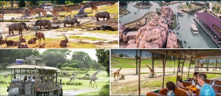safari